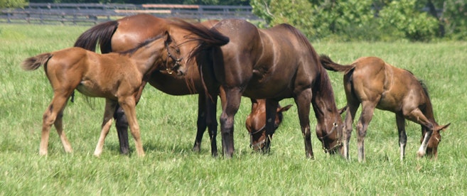 Langsem Farms the Estate of Ken & Judy Klosterman